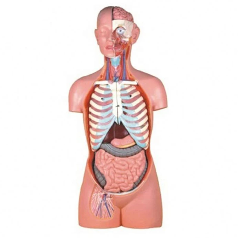 17 parts 85cm Sexless Torso medical education use Sexless Torso human body anatomy model