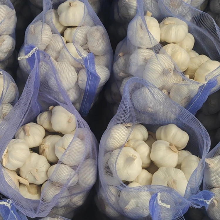 China factory 5.5 cm Pure White Fresh Garlic Price/ bulk garlic for sale/ garlic China