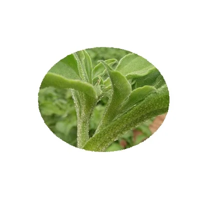 Органические семена овощей, семена мезембриантемы, кристаллические семена для посадки