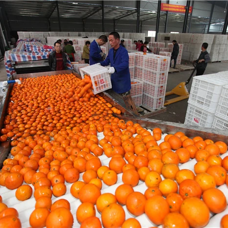 
sweet orange with fresh taste special flavor florida orange seasonal hot sale 