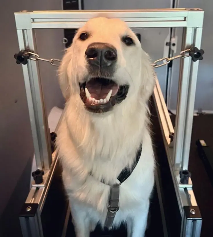 no frills yet high quality treadmill for pet dogs