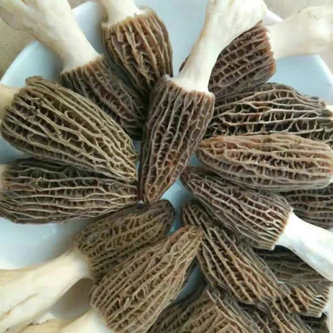 china export high quality wild mushroom fresh morel coina  mushroom