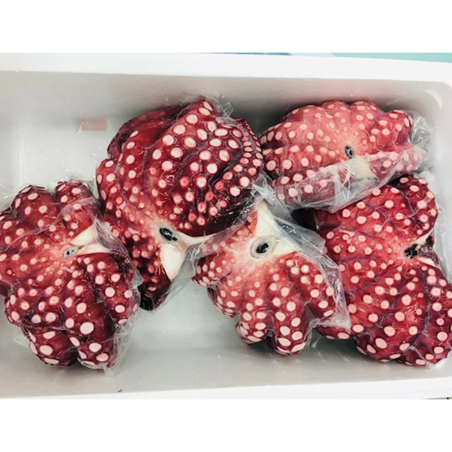 
Plump texture original taste Japan locos seafood for vinegared food 