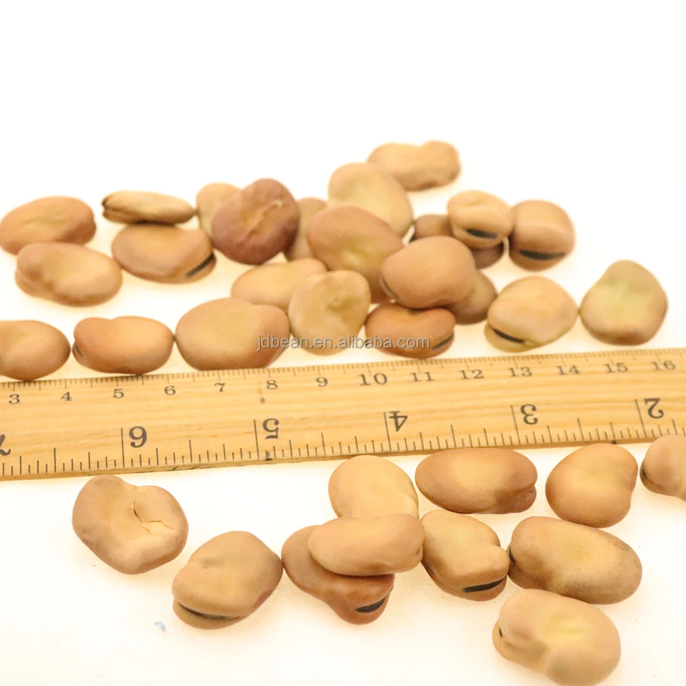 Bulk China Dried Export Organic Shelled Broad Beans / Faba Beans / Fava Beans Seed