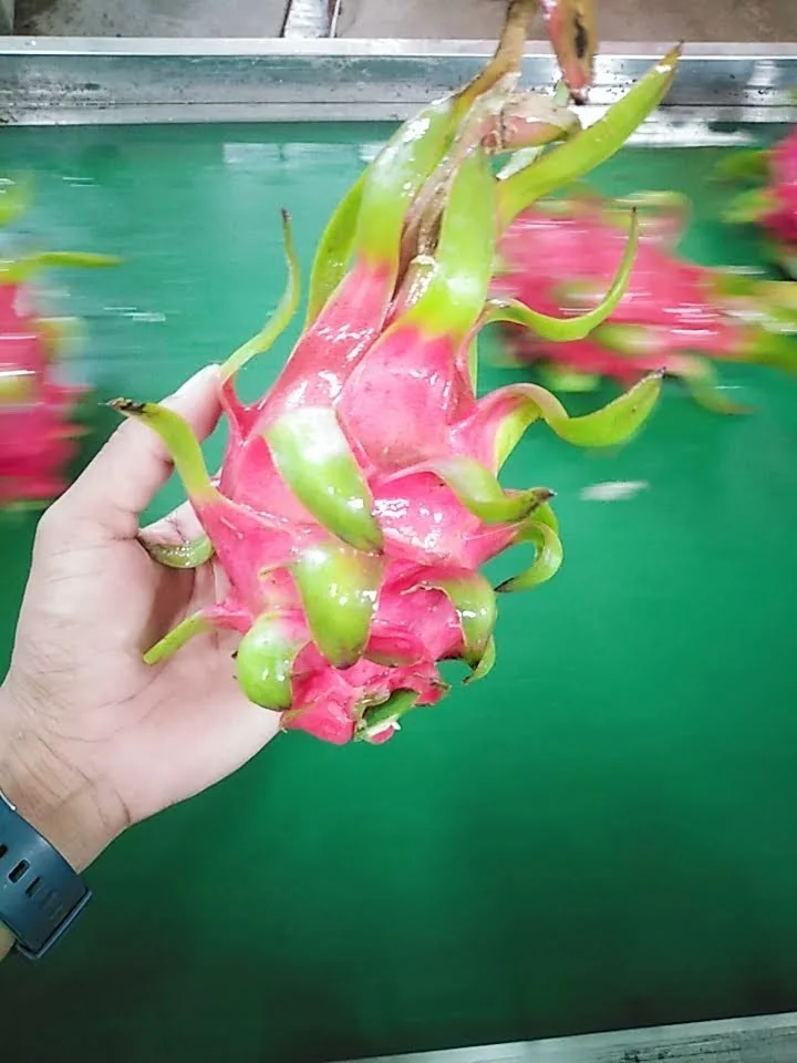 Хит продаж конкурентоспособная цена на фрукты красного дракона сделанные во Вьетнаме с высоким классом 3 месяца зрелости