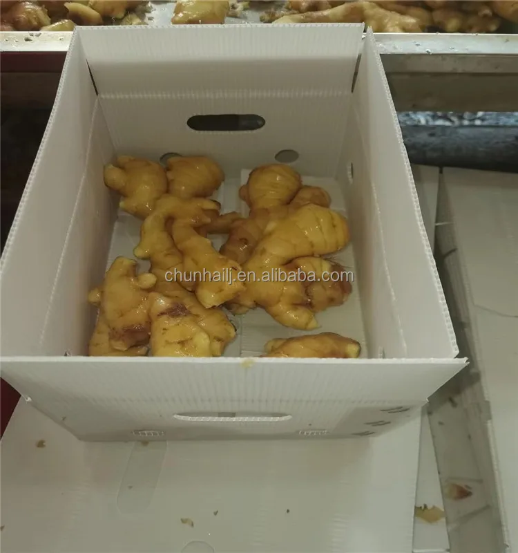 fresh ginger 1 (9).jpg