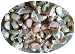 garlic color sorting mcachine/peeled garlic clove sorting machine/garlic clove optical sorter
