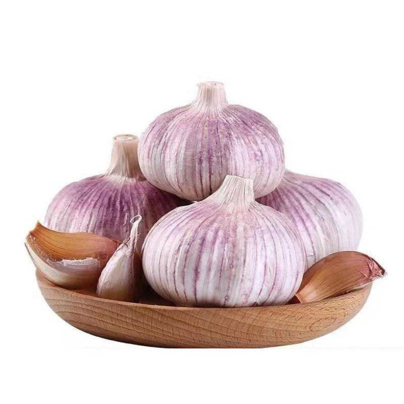 best price wholesale China fresh garlic in  bulk normal white garlic fresh garlic