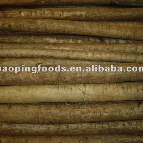 
chinese fresh burdock for sale 