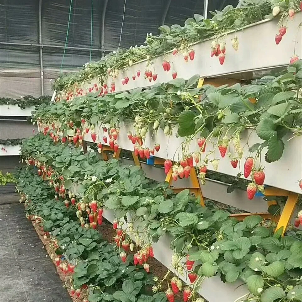 High Quality Hydroponics Growing System Vegetable Yield Lower Energy Greenhouse