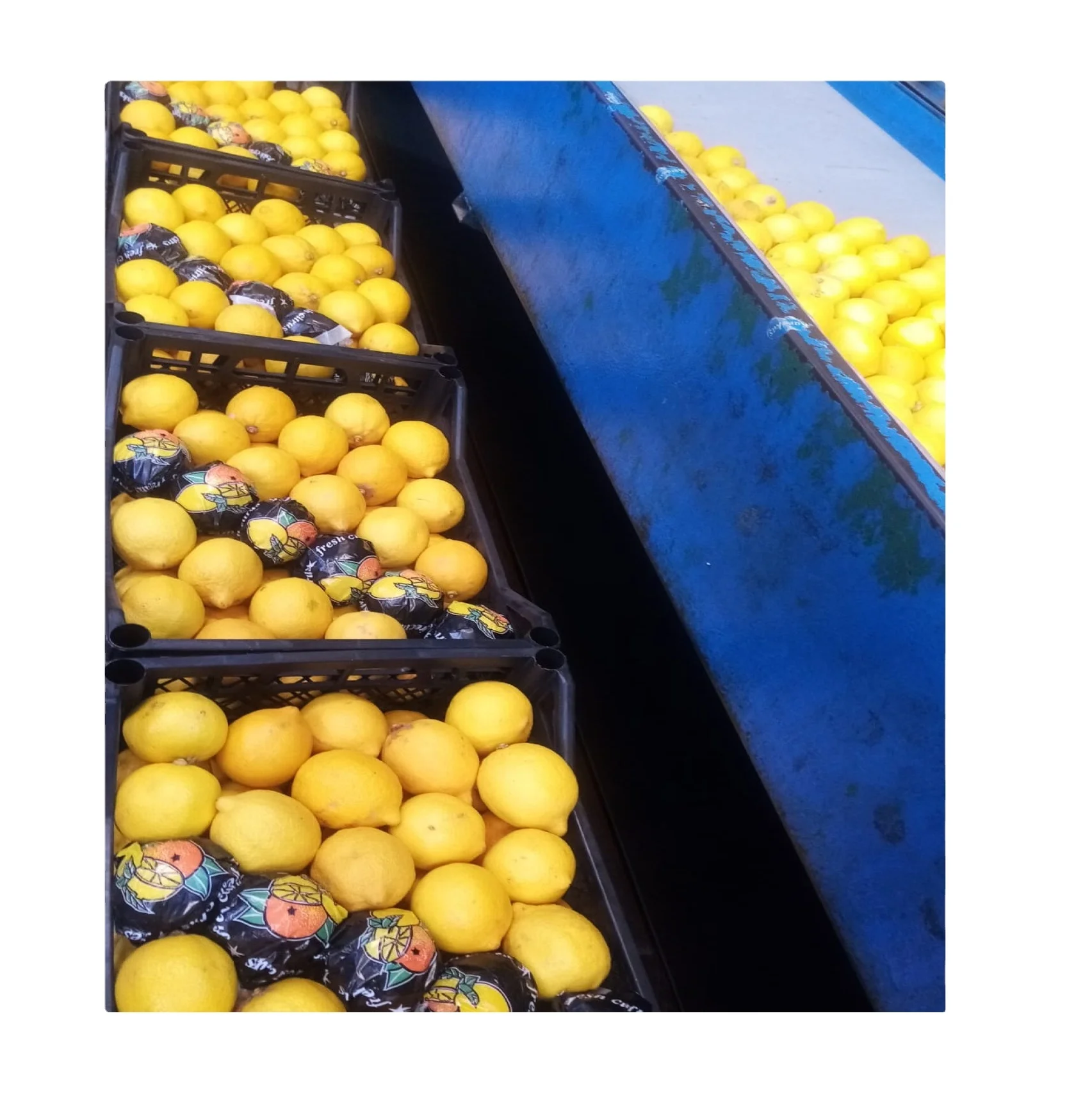 fresh navel oranges lemons mandarins citrus fruit orange sweet style storage packing weight for sale