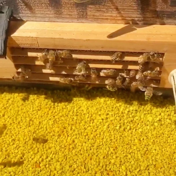 Wholesale Organic Bulk Food Grade 100% Natural Sweet Rape Bee pollen