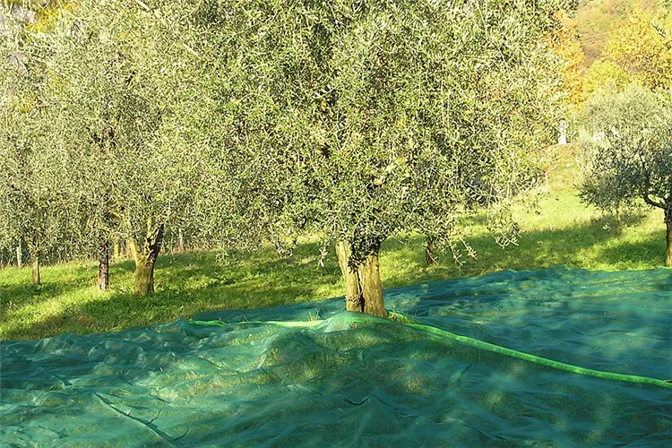 Low Priced Weather Resistant Light Transmittant Olive Net for Fruit Tree