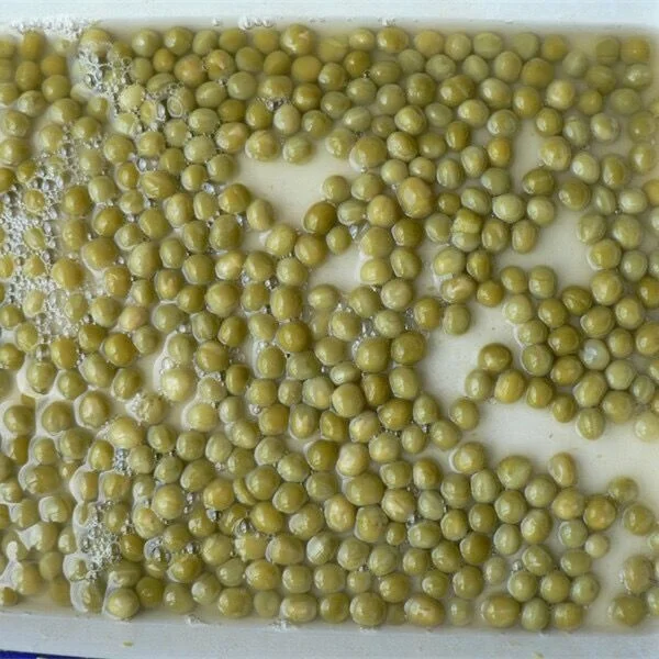 Low price frozen vegetable bulk iqf frozen green peas