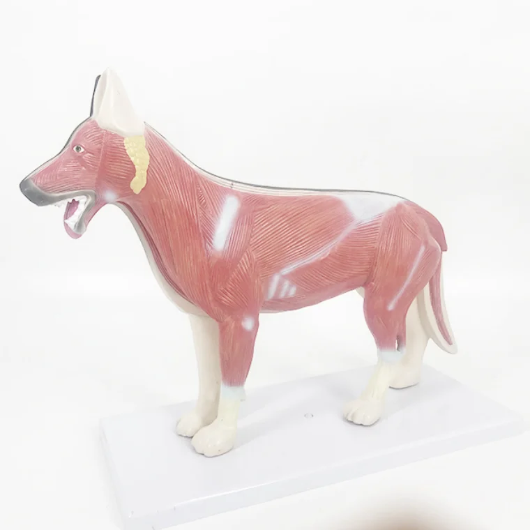 YA/B026 Life Size Dog Anatomical Model For Education dog anatomy model