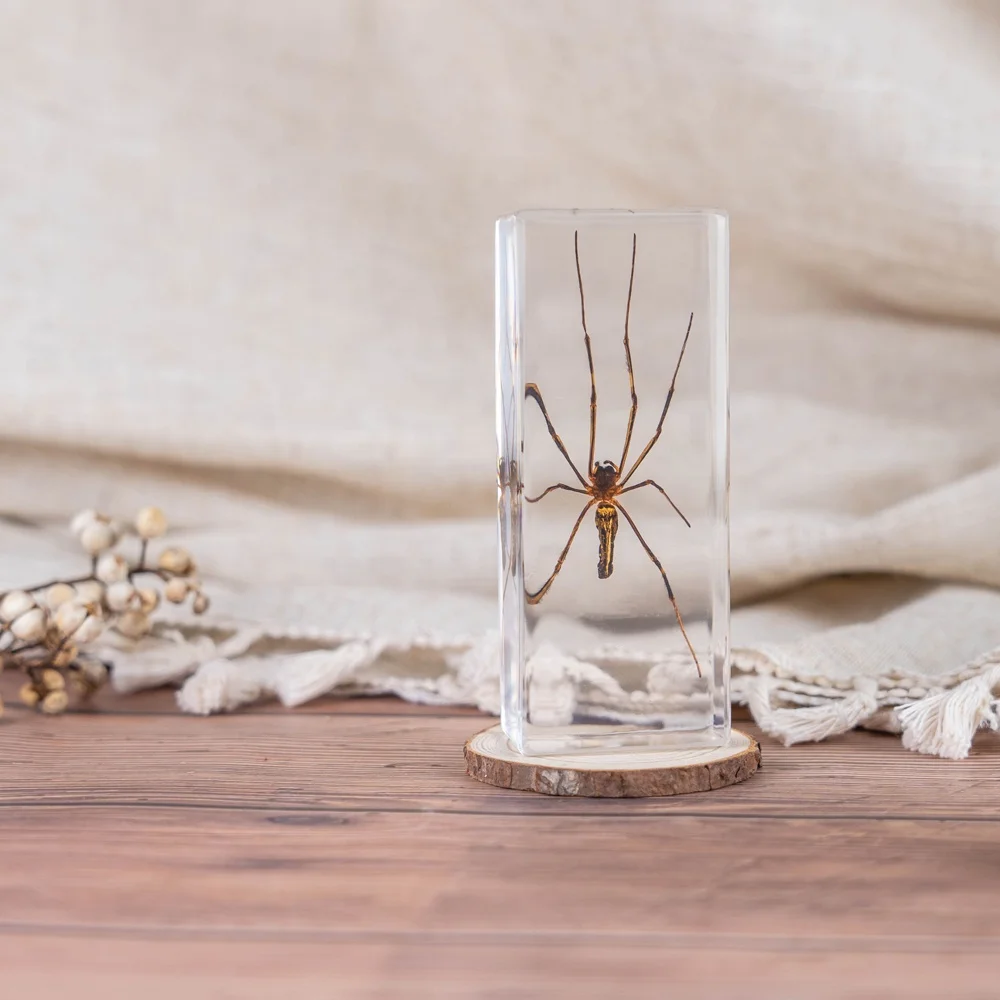 Transparent Amber Insect Specimen in Resin Teaching Resource Spider & Scorpion Epoxy Insect Gift Idea