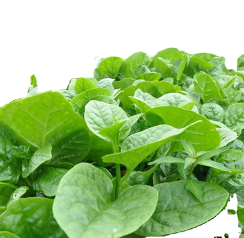 250g/bag High quality edible dry Vegetable Seeds loose Ceylon Spinach Seeds