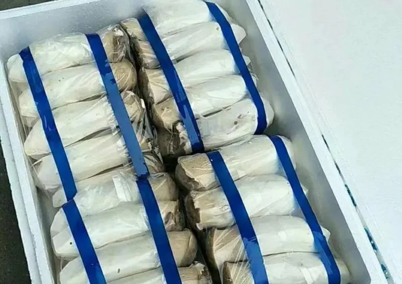 Wholesale price king oyster mushroom in store for mushroom buyers