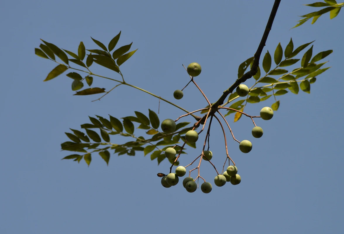 Wholesale Functional Fructus Toosendan Chuan Lian Zi Chinese Traditional Medicine Dry Herb