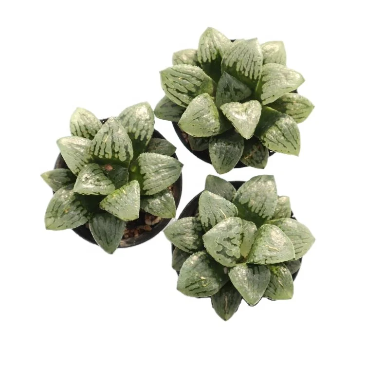 
succulents wholesale live natural indoor haworthia succulent plant 