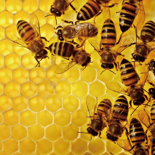 Super critical propolis with super antioxidant material Pycnogenol