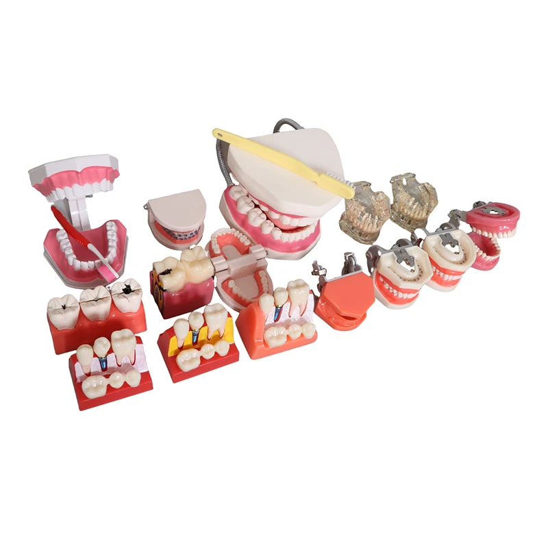 Factory Dental Demonstration Models, Teeth Care Model With Brush Teaching resources