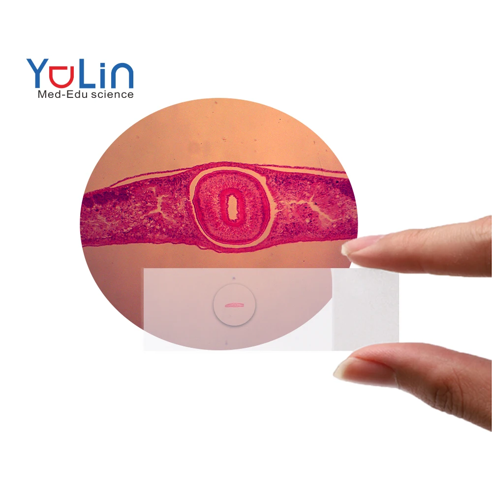 educational supplies microscope prepared slides animal prepared microscope slides set ZOOLOGY Platyhelminthes 10 pieces