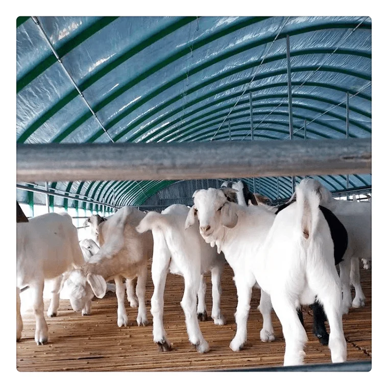 Недорогой домик для коз и овец молочная ферма сарай