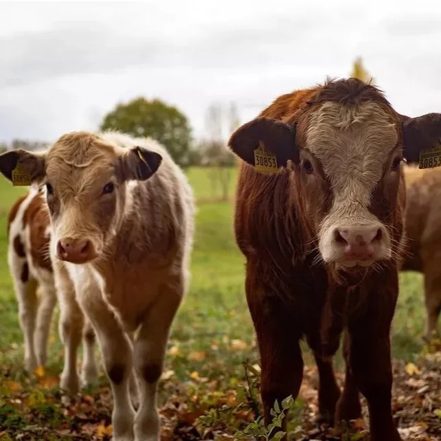 China Factory wholesale Precipitated Silica Anti-caking Agent For Animal Nutrition Feed