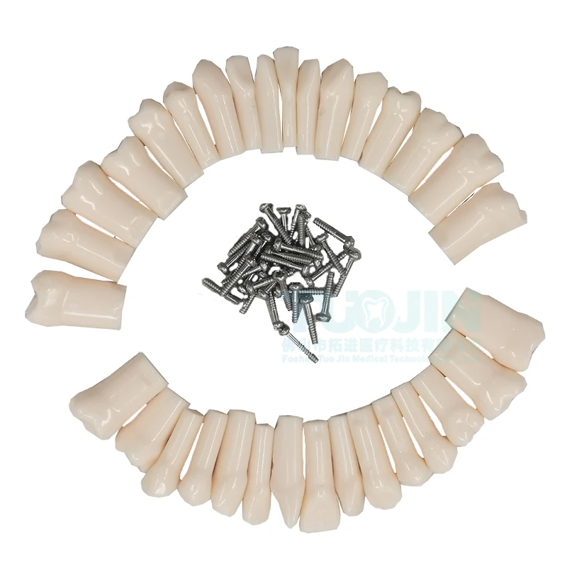 32pc/set Dental Training Model Teeth Model For Dental Technician Practice for PRO-2001-UL-UP-FEM-32 Dentistry Resin Tooth