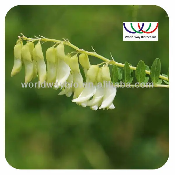 Astragalus Extract Hot sell Supply Pure Astragalus Cycloastragenol Powder Cycloastragenol 99%