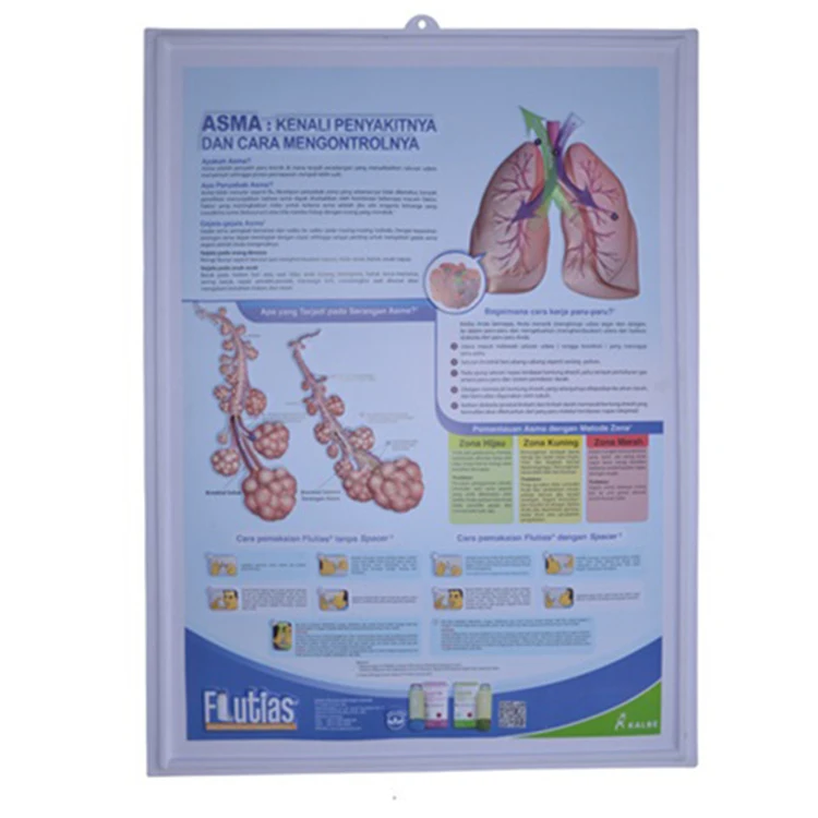 Educational customized plastic 3d human anatomy medical chart 3d dental posters Charts