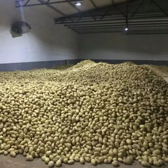 New crop fresh potato 80/150g China hot sale Holland potato export