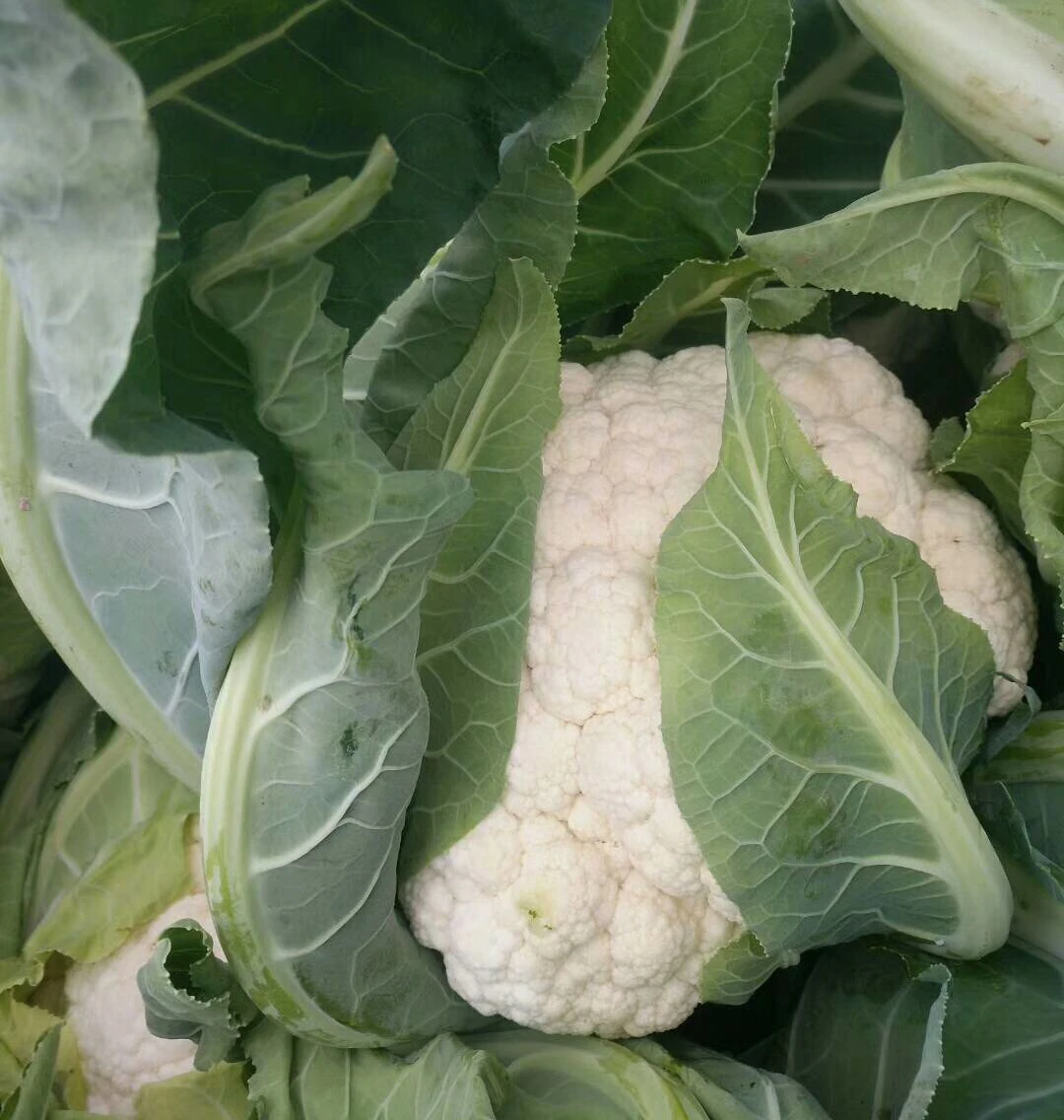 CF15 xuejian № 5 95 дней поздняя зрелость f1 Гибридный белые семена цветной капусты