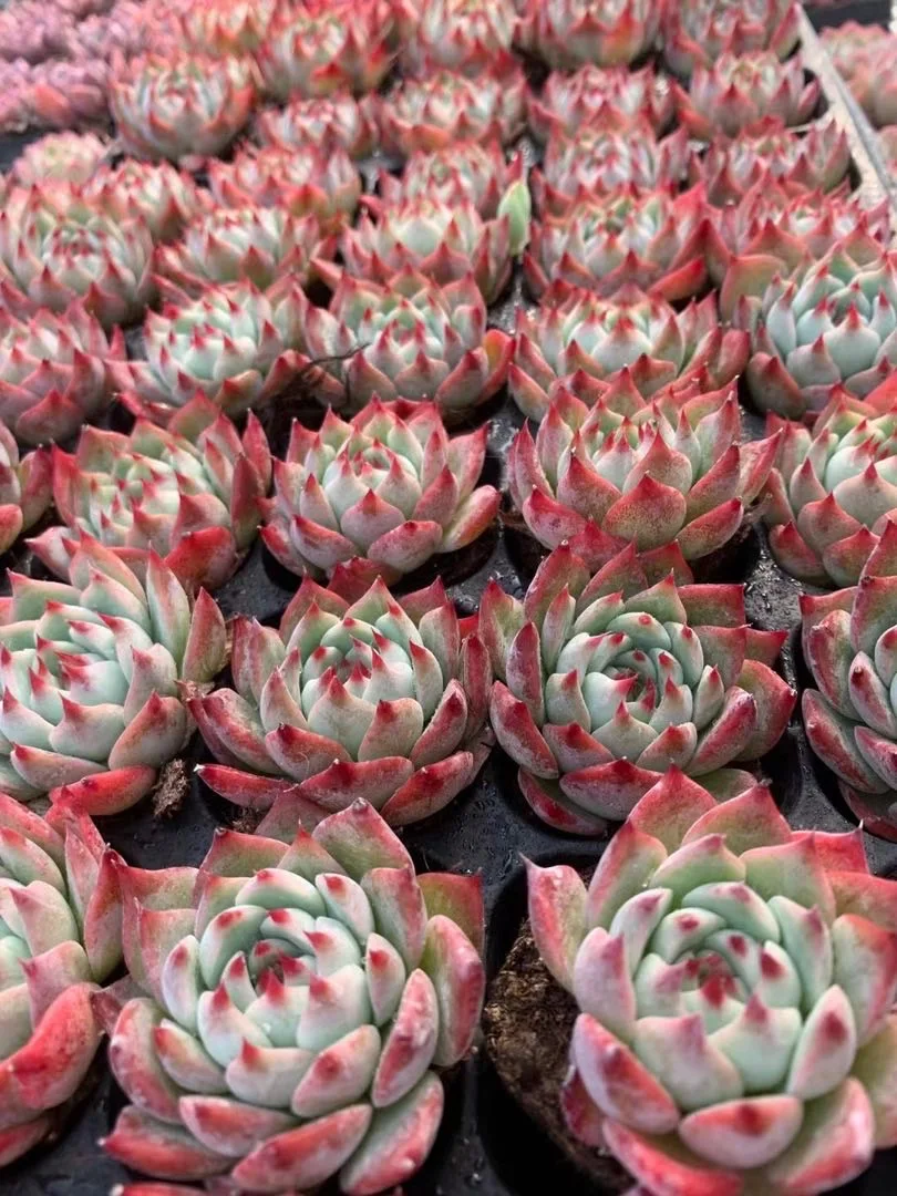 Wholesale indoor home decorative live plant succulent