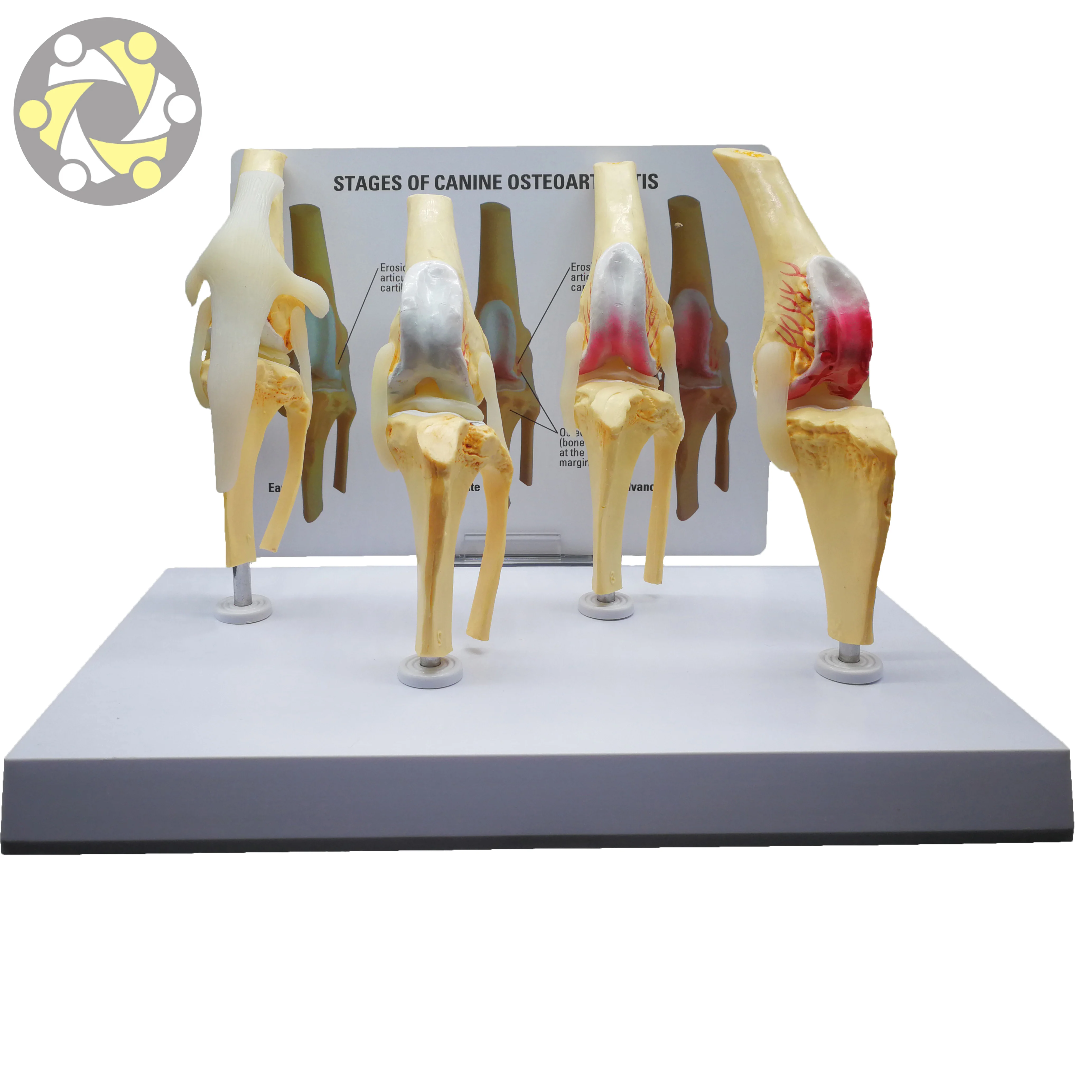 Biological Plastic  Anatomy Pvc Dog Artificial Knee Joint Model