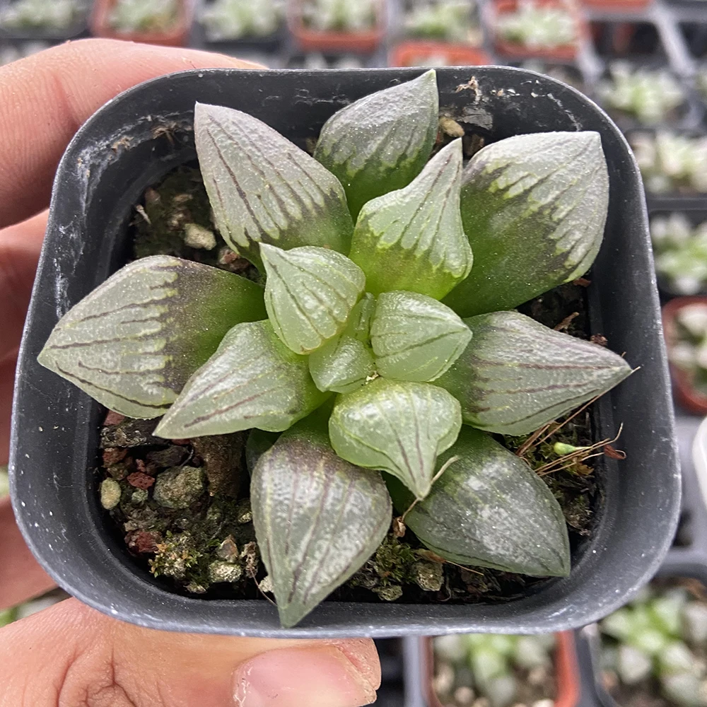 
Produce indoor greenhouses to cultivate succulents haworthia cooperi var 
