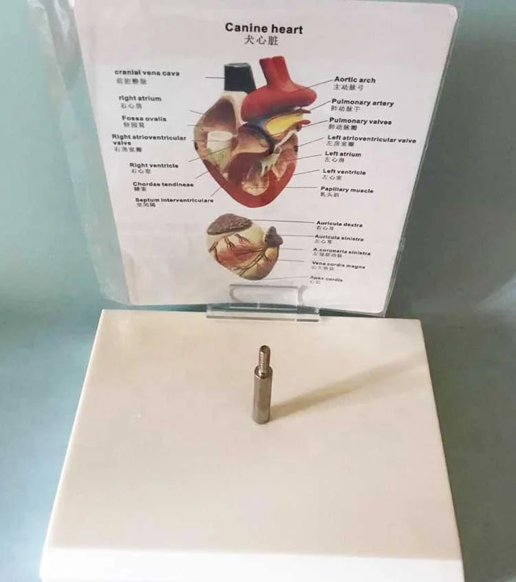 Cardiac anatomy model for pet medicine teaching
