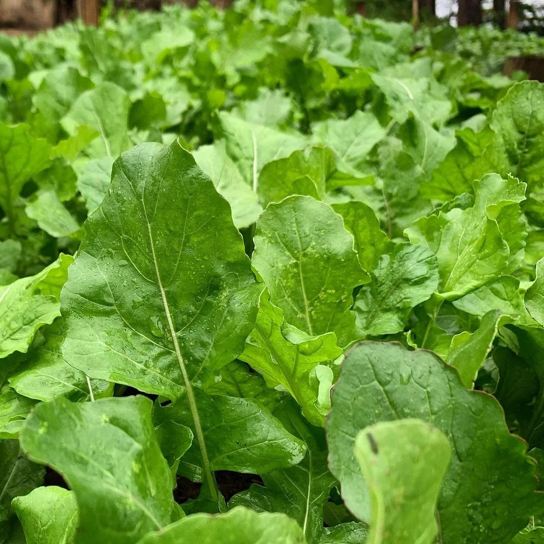 СВЕЖИЙ КАЧЕСТВЕННЫЙ Руккола для продажи