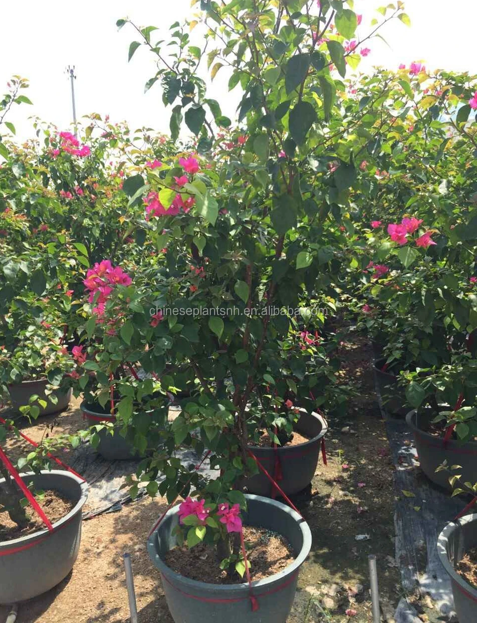 
Bougainvillea Bonsai Living Plants 