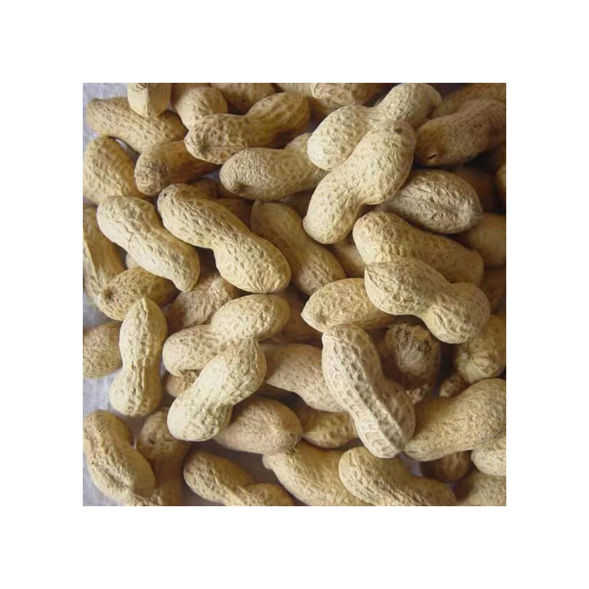 Red peanut blanched peanut kernels Bold Peanuts Blanched Peanuts Raw Peanut in Shell