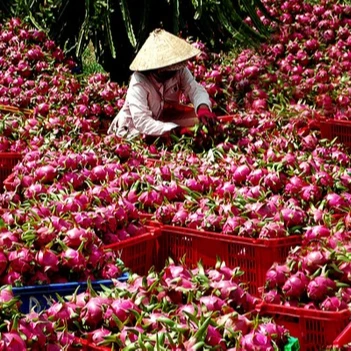 
Good price for import: Fresh Dragon Fruit in 2021 