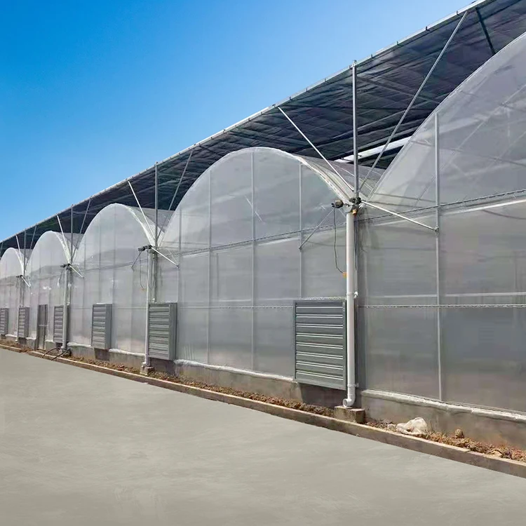 Agriculture Frame Tunnel Film Covering Hydroponic Strawberry Growing Greenhouse Multi Span Greenhouse