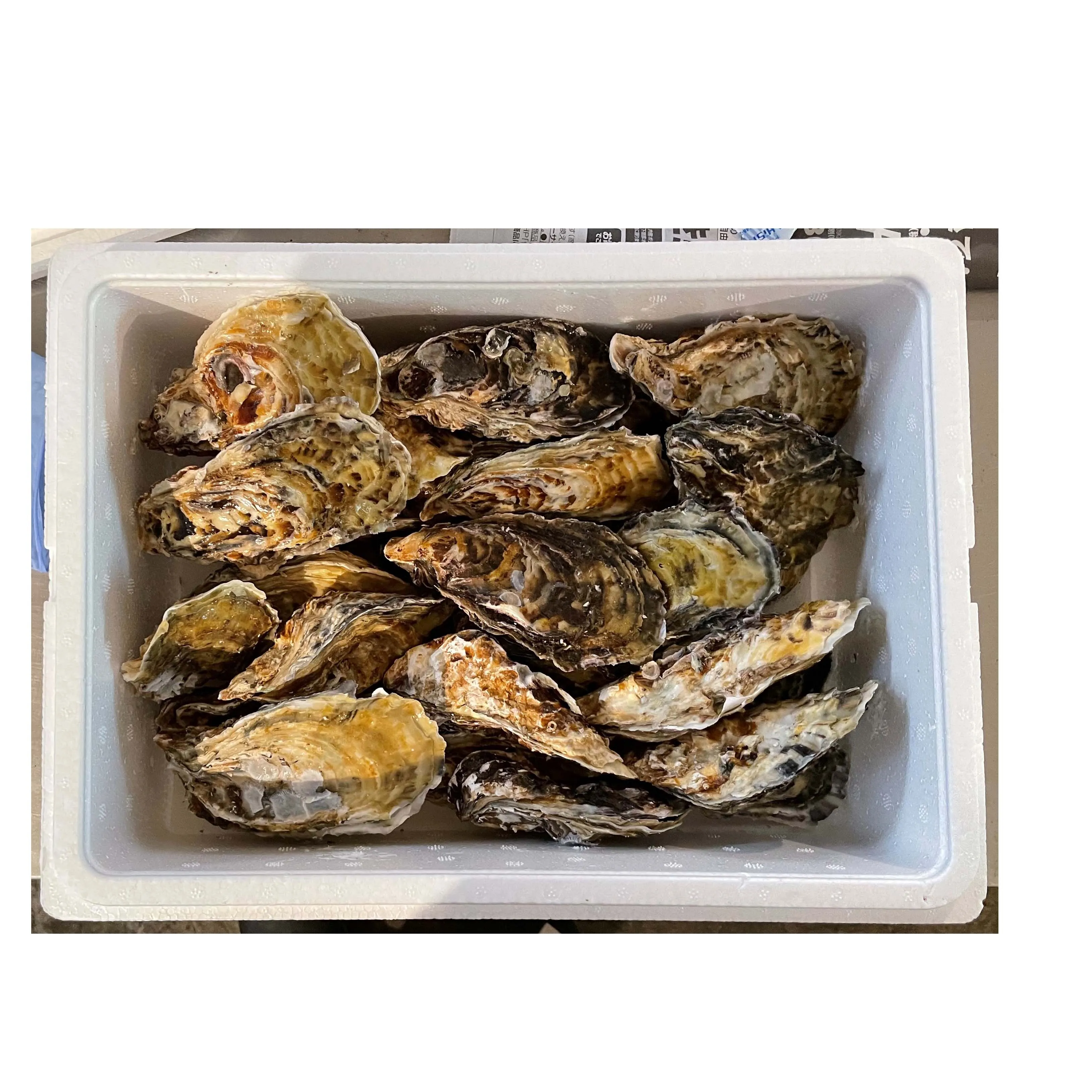 
Stable supply high quality sea food processing price oysters 