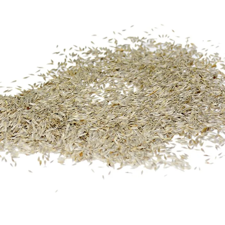 
Factory Supply Green Leaf Lettuce Green Salad Lettuce Seeds for Growing 