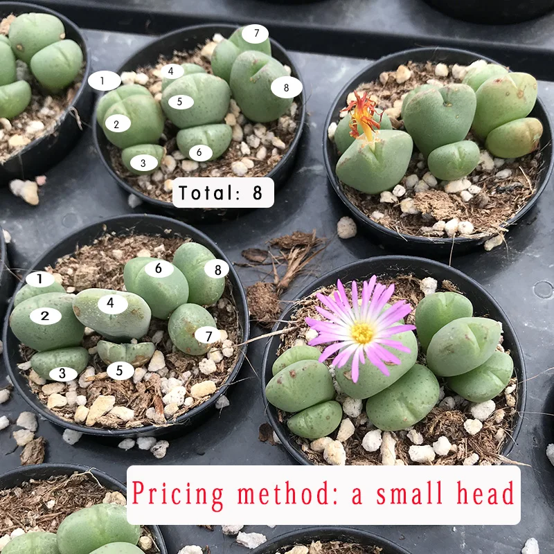 
Succulent plants Major general Mother plant Wholesale of indoor potted plants 