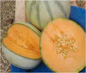 Best fresh melons 2022