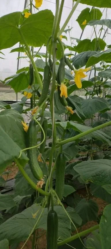 
Made In Vietnam Quality Company Fresh And Juicy Young Cucumber Products In Bulk Eco Friendly Farm Buy Now For Best Price 