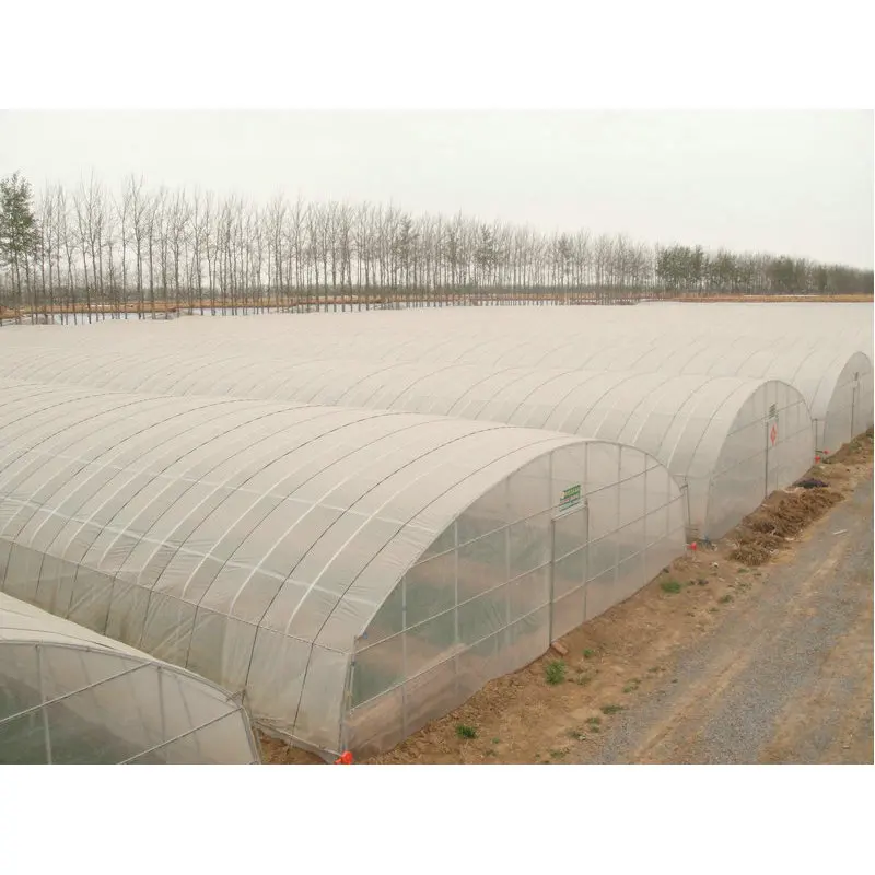commercial greenhouse for chickens