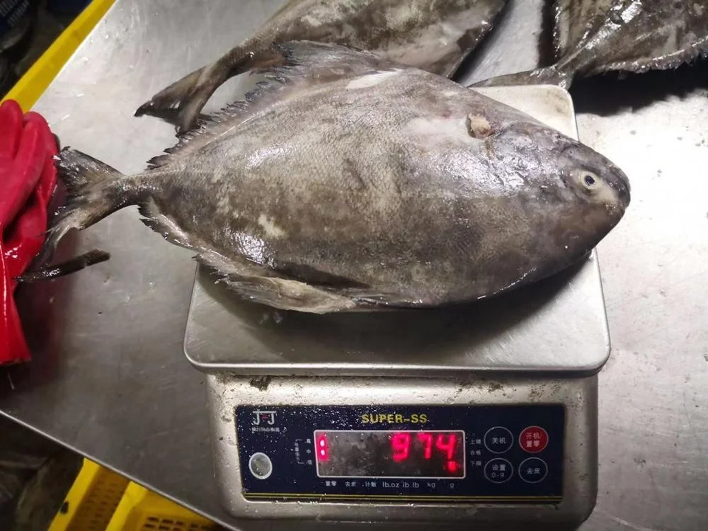 
Indonesia Seafood Fish Frozen Black Pomfret 